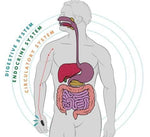 Load image into Gallery viewer, Sugar Control LI4 Acupressure Point Clip
